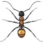 Golden Tailed Spiny Ant - Bayer Pest Control