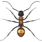 Golden Tailed Spiny Ant - Bayer Pest Control