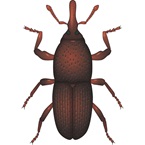 Grain Weevil - Stored Product Pest - Bayer