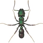 Green Headed Ant - Bayer Pest Control