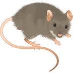House Mouse - Bayer Pest Control