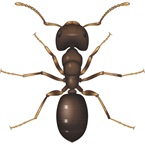 Odorous Garden Ant - Bayer Pest Control
