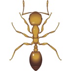 Pharaoh Ant - Bayer Pest Control