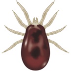 Red-Poultry-Mite-Bayer