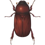 Pruinose-Scarab - Bayer