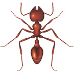 Seed Harvester Ant - Bayer Pest Control
