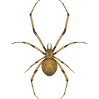Spider - Bayer - Pest Control