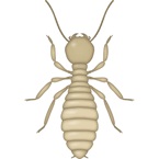 drywood termite