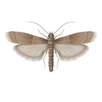 Tropical Warehouse Moth - Bayer