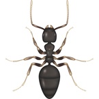 White Footed Ant - Bayer Pest Control