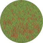 Anthracnose - Bayer Golf Management