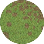 Helminthosporium - Bayer Golf Management