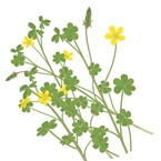 Creeping Oxalis - Bayer Golf Management