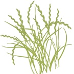 Ryegrass - Bayer Golf Management