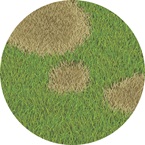 Spring Dead Spot - Bayer - Golf Management
