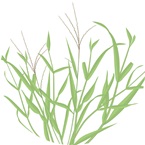 Summergrass - Bayer Golf Management