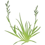 Winter Grass - Bayer Golf Management