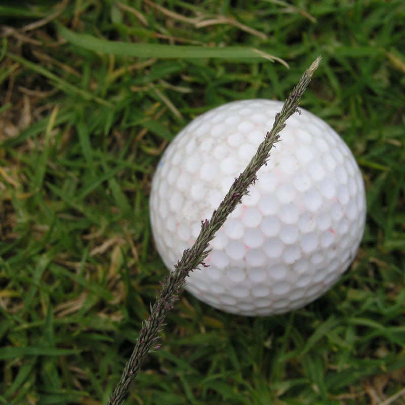 C3 and C4 grasses