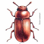 Flour Beetle - Stored Product Pest - Bayer