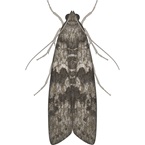Warehouse Moth