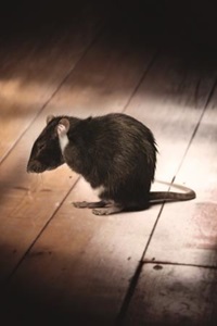rat