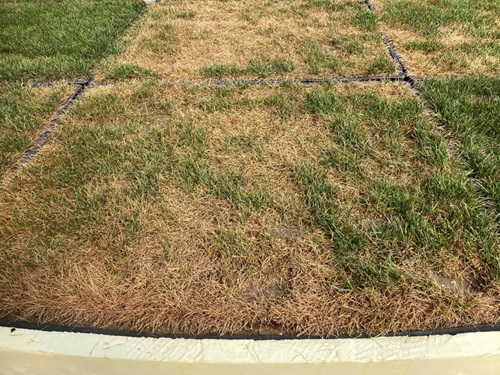 Untreated with drought stress