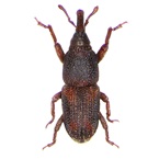 Rice Weevil