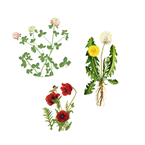 Illustration af bredbladede ukrudtsarter