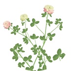 Illustration af kløver