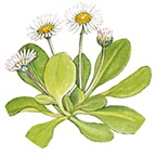 Illustration af tusindfryd