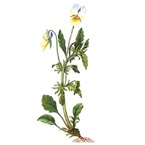 Illustration af Agerstedmoder