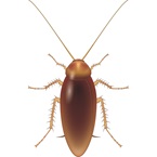 American Cockroach