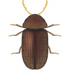 Biscuit Beetle