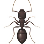 Black garden ant