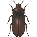 Black Larder Beetle