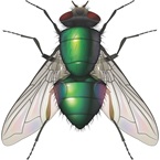 Blowfly