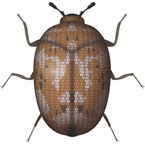 Carpet Beetle