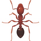 Fire Ant