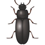 Flour Beetle