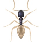 Ghost Ant