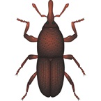 Grain Weevil