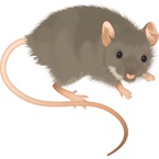 House Mouse