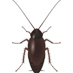 Oriental Cockroach - Pest Control - Bayer