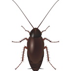 Oriental Cockroach - Pest Control - Bayer