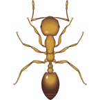 Pharaoh Ant