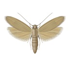 Rice Moth - Pest Control - Bayer