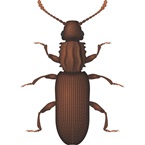 Sawtoothed Grain Beetle