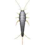 Silverfish