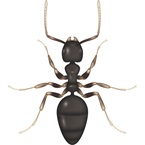 White Footed Ant