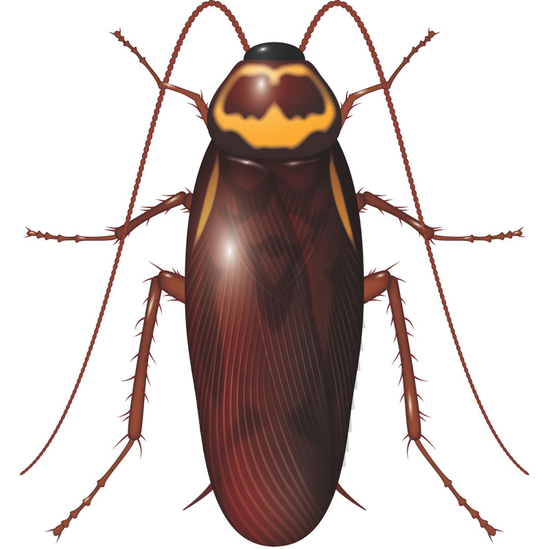 Australian Cockroach - Pest Control - Envu